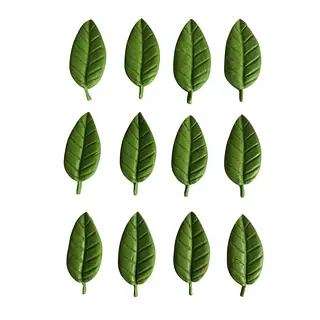 12 Hojas Alargadas
