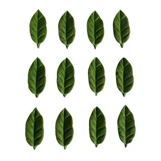 12 Hojas Pequeñas
